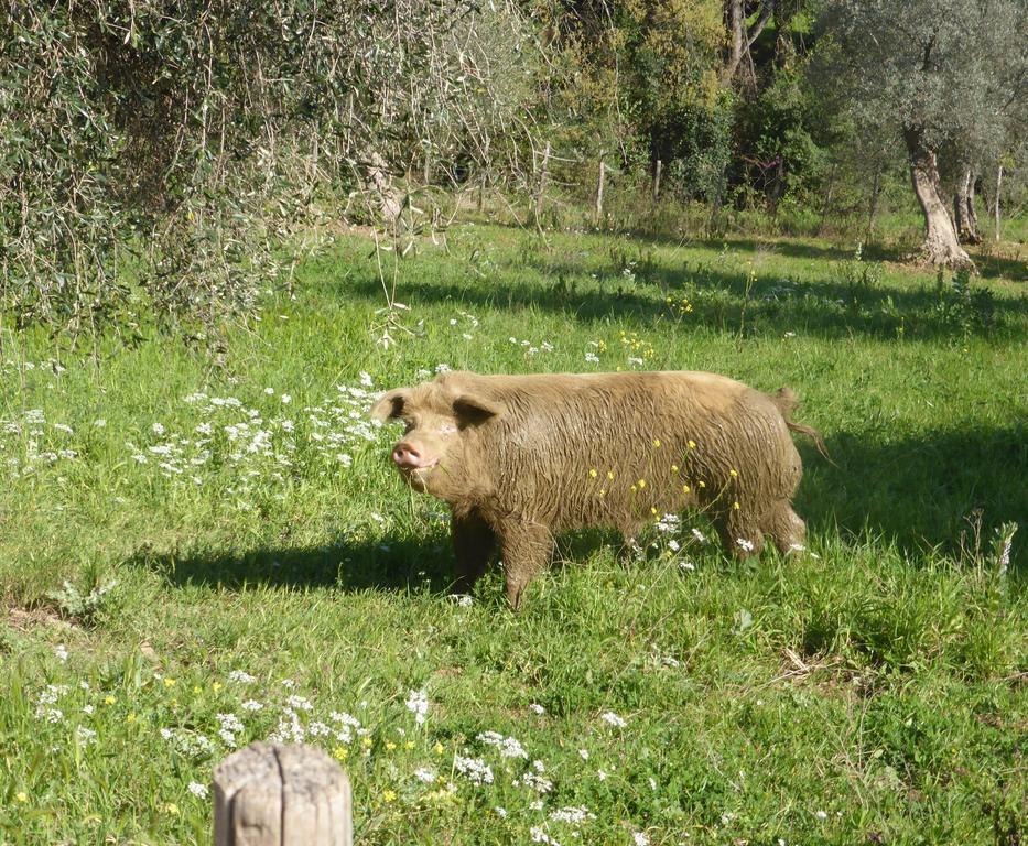 Campospillo Βίλα Magliano in Toscana Εξωτερικό φωτογραφία